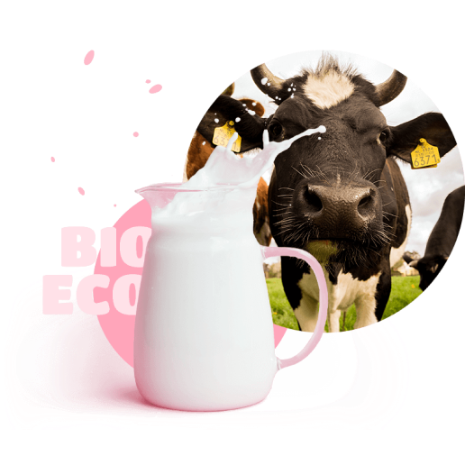 Cow and pitcher of milk